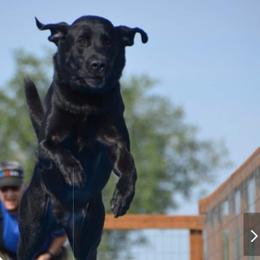 Labrador Retriever All Grown Up from Tenacular | Dognacular