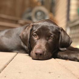 Labrador Retriever All Grown Up from Rocky Mountain Dogs - Utah