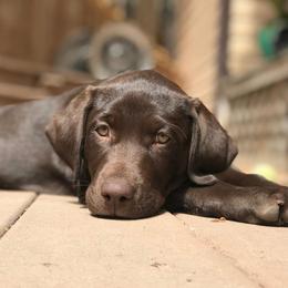 Labrador Retriever All Grown Up from Rocky Mountain Dogs - Utah