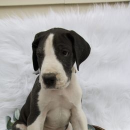 Great Dane Puppies from Cook’s Gentle Giants