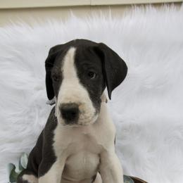 Great Dane Puppies from Cook’s Gentle Giants