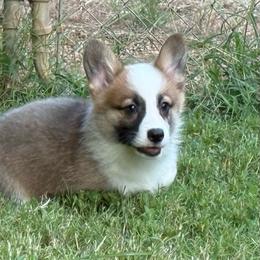 READY NOW - Sable male Pembroke Welsh Corgi puppy in Nashville, Arkansas from Whisenhunt Farms