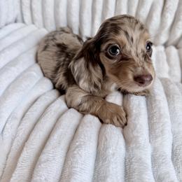 Tiana - Chocolate and cream female Dachshund puppy in Grants Pass, Oregon from Redwood Dachshunds