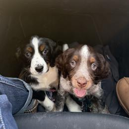 English Springer Spaniel Puppies from Stormin Pine and Prairie Springers
