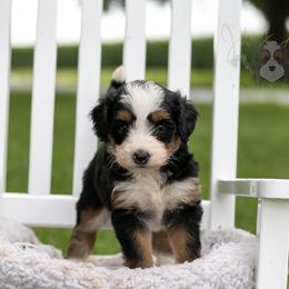Anne Shirley - Tri-color female Bernedoodle puppy in Eureka, Illinois from Joley Aire Family Dogs