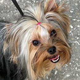Suki - Blue and gold female Yorkshire Terrier puppy in Lake Mary, Florida from Cannon Yorkies
