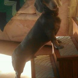 Dachshunds from Comanche Dachshunds