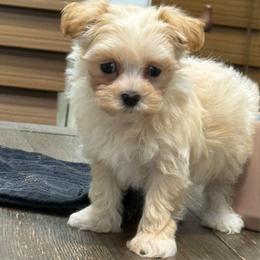 Dahlia - Apricot female Maltipoo puppy in Lebanon, Kentucky from Mosaic Merle Doodles