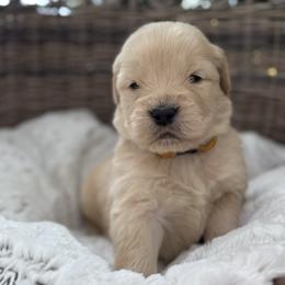 Gold Boy - Golden male Golden Retriever puppy in Silver Lake, Indiana from Seven Hills Goldens