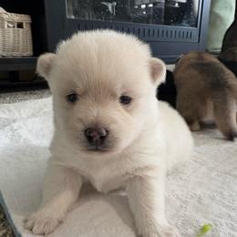Alien - White female Pomsky puppy in Valparaiso, Indiana from Valparaiso Pomskys