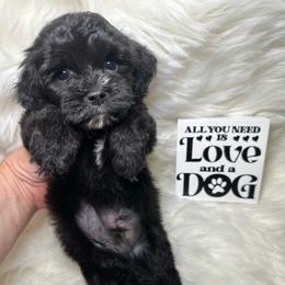 Ollie - Tan male Yorkipoo puppy in Apple Valley, California from Boujeepups