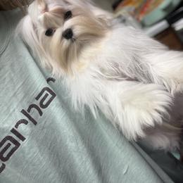 Maltese puppies from Kallos kennels