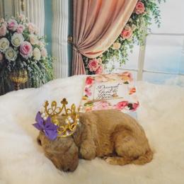 Simon - Apricot male Poodle puppy in Fountain, Florida from Silva Royale Standard Poodles