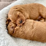 Double Doodle Puppies from Hansen Homestead Pups