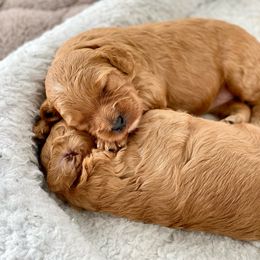 Double Doodle Puppies from Hansen Homestead Pups