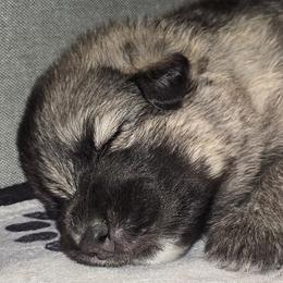 Chewie - Gray sable male Shiloh Shepherd puppy in Anza, California from Stunning Shiloh Shepherds