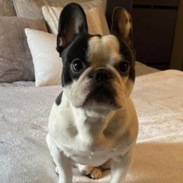French Bulldogs from Sarah Izzett Sikora's French Bulldogs
