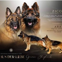 German Shepherd All Grown Up from Tasha's German Shepherds