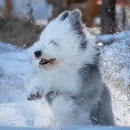 Golden Retrievers, Jack Russell Terriers, and Old English Sheepdogs from Saddle Rock Kennels
