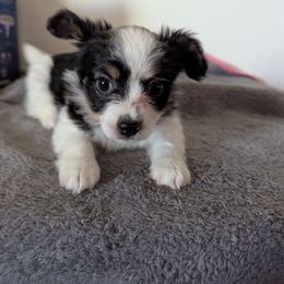 Arista - White and black female Papillon puppy in Joshua, Texas from Summertime Kennels