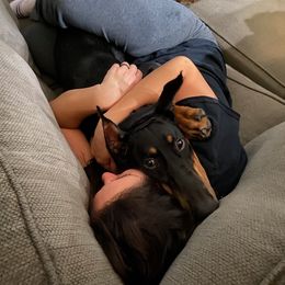 Doberman Pinscher Puppies from Providence Dobermans