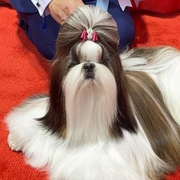 Shih Tzus from Manuel Estevez
