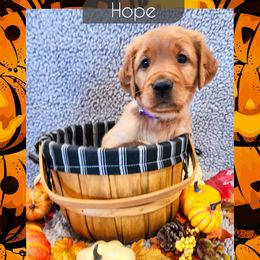 Hope - Dark golden female Golden Retriever puppy in Shelton, Washington from Kennedy Goldens