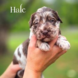 Hale - Merle male Double Doodle puppy in Cleveland, Tennessee from Edgewater Doodles & Designer Pups
