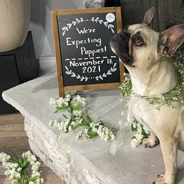 French Bulldogs from Southern Luxury Frenchies
