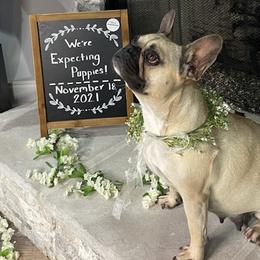 French Bulldogs from Southern Luxury Frenchies