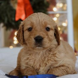 Dancer - Dark golden male Golden Retriever puppy in Harriman, Tennessee from Grace Golden Retrievers
