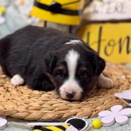 Coal - Black tri male Miniature Australian Shepherd puppy in California from Eagle River Aussies