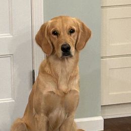 Stalla - Golden Retriever