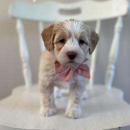 Misty - Caramel female Australian Labradoodle puppy in Belding, Michigan from Rutu Australian Labradoodles