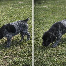 Grits - Black roan female German Shorthaired Pointer puppy in Columbia, Louisiana from M&R Breeders