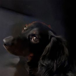 Romeo Montague Cromwell - Dachshund