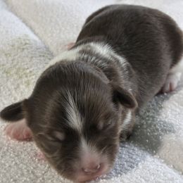 Xena - Chocolate female Havanese puppy in Warren, Ohio from PT Havanese