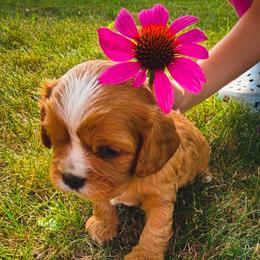 Bombshell - Ruby female Cavalier King Charles Spaniel puppy in Brookings, South Dakota from Precious Pooches Cavalier King Charles Spaniels