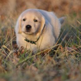 Golden Retriever Puppies from Golden Barnes Kennel