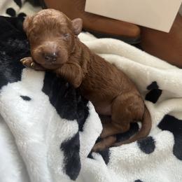 Goldendoodle Puppies from Betsy-Doodles