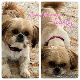 Toasty - Shih Tzu