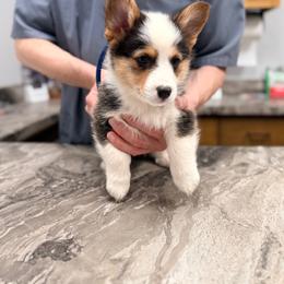 Walrus - Black and tan male Pembroke Welsh Corgi puppy in Ashland, Ohio from SS Australian Shepherds