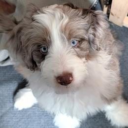 Loki - Red merle male Aussiedoodle puppy in New Durham, New Hampshire from Ridgeview Aussiedoodles