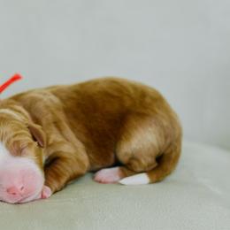 George - Red male Bernedoodle puppy in Spanish Fork, Utah from K Brand Doodles