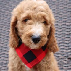 Boy 2 - Double Doodle puppy in Palmview, Texas from Love Me Pooch