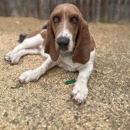 Maggie - Basset Hound