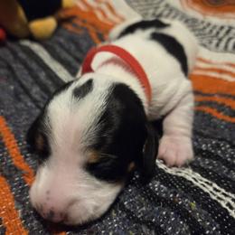 Penny - Piebald female Dachshund puppy in Grover, North Carolina from Windie's Dachshunds