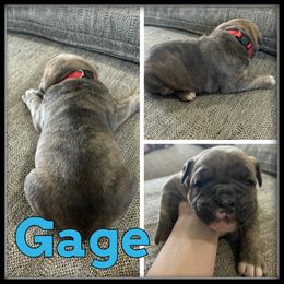 Gage - Brown brindle male Olde English Bulldogge puppy in Wheeler, Michigan from Haase Family Kennels