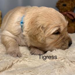 Tigress - Golden female Golden Retriever puppy in New Ringgold, Pennsylvania from Hawk Mountain Doodles