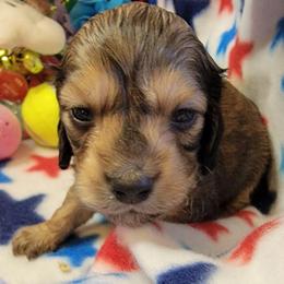 Astro - Sable male Dachshund puppy in Terlton, Oklahoma from CLARK'S BREEDING PROGRAM
